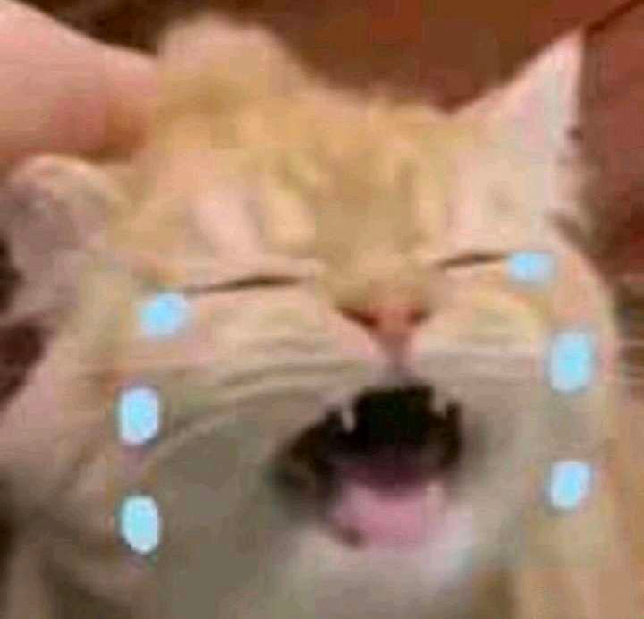 猫咪流泪大笑