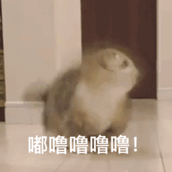 仓鼠奔跑
