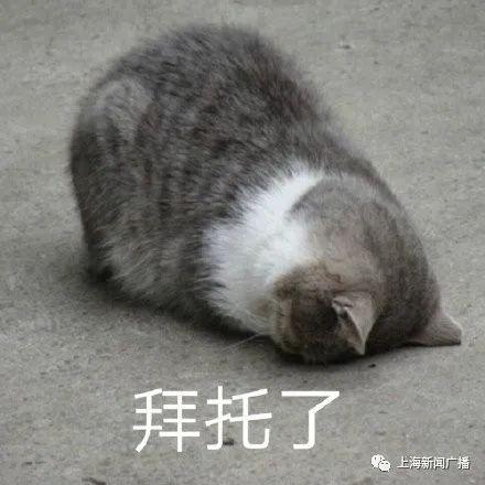 拜托了猫咪