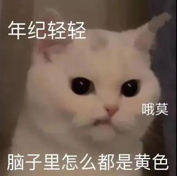 猫咪的黄色想法