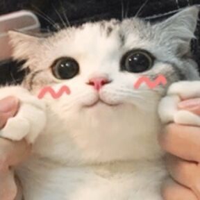 可爱猫咪害羞表情包