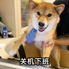关机下班的柴犬
