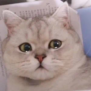 震惊猫