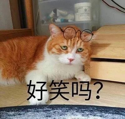 猫咪的冷漠