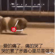 狗狗与网易云音乐的纠结