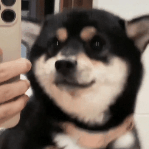 狗狗自拍