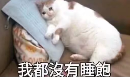 慵懒猫咪的抱怨