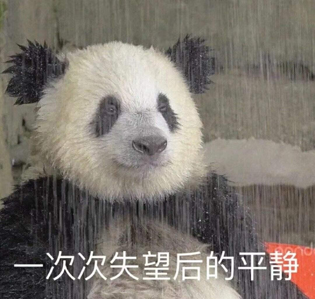 熊猫的绝望与平静