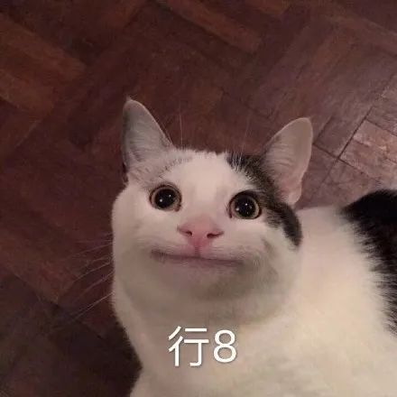 猫咪行8表情包