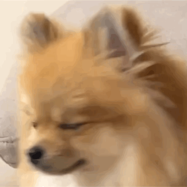狗狗的疑惑