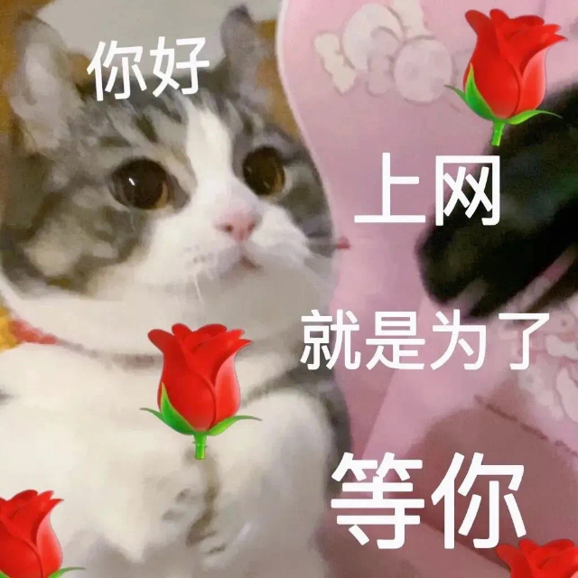 你好，上网就是为了等你