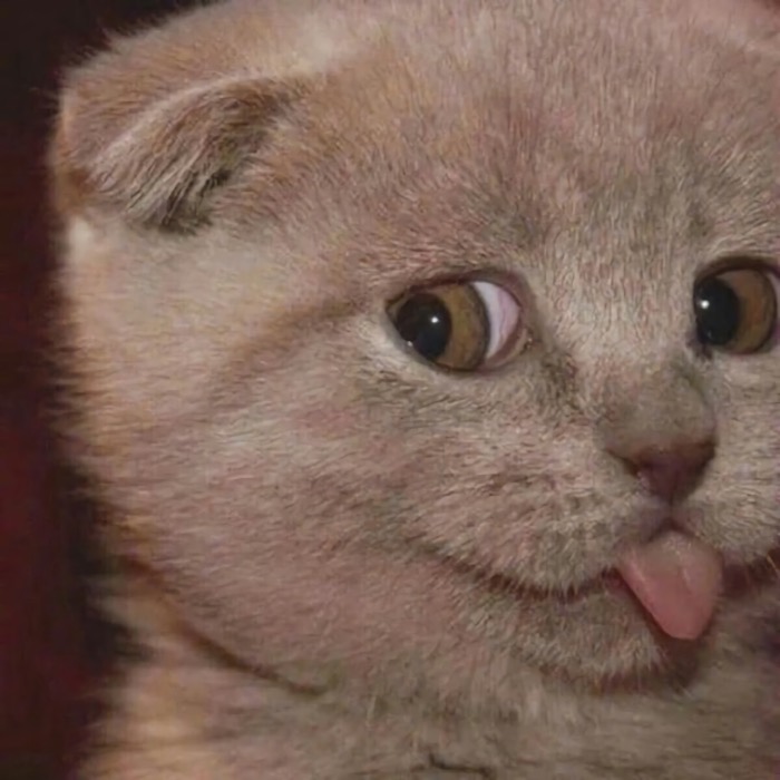 可爱小猫吐舌头