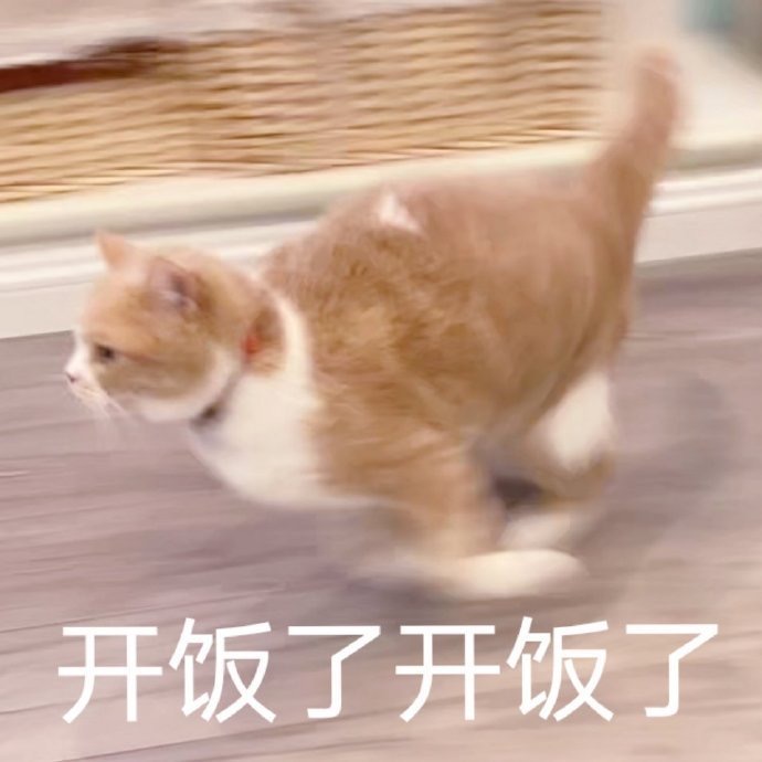 猫咪开饭了
