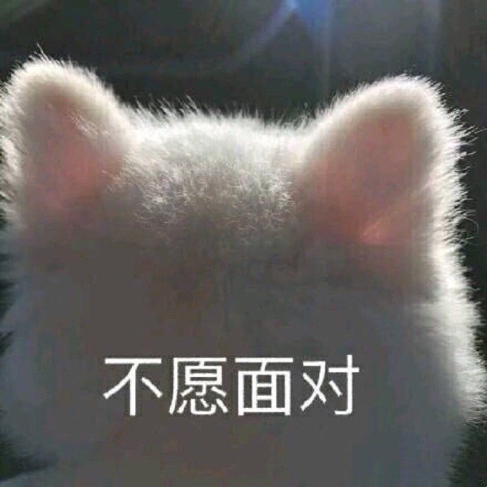 不愿面对的猫咪