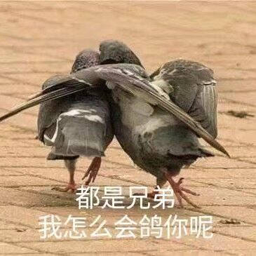鸽子兄弟情