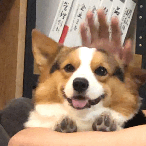 狗狗的可爱击掌