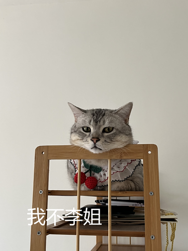 我不李姐的猫
