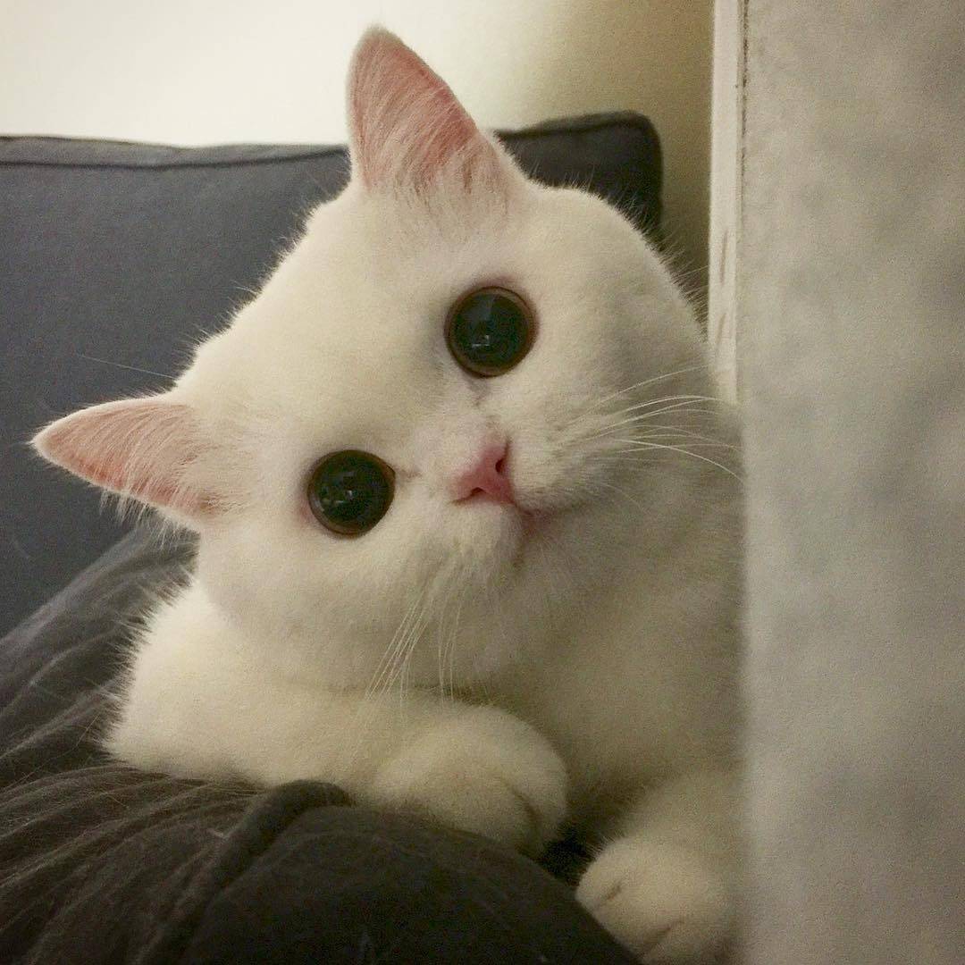 萌猫大眼睛