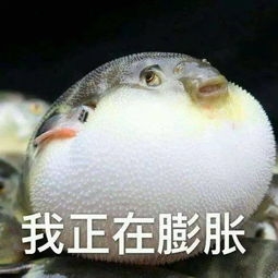 河豚膨胀