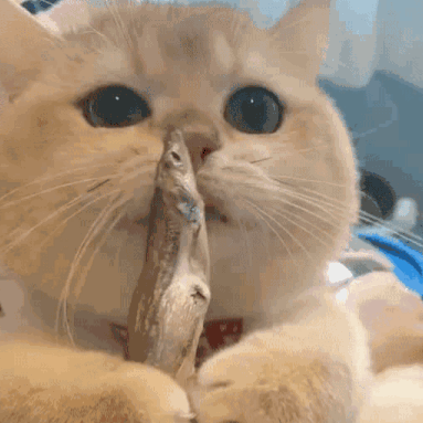 猫咪与蜥蜴的对峙