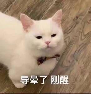 刚睡醒的猫
