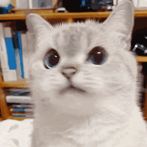 震惊猫