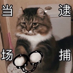 猫咪被捕表情包