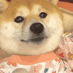 柴犬的可爱瞬间