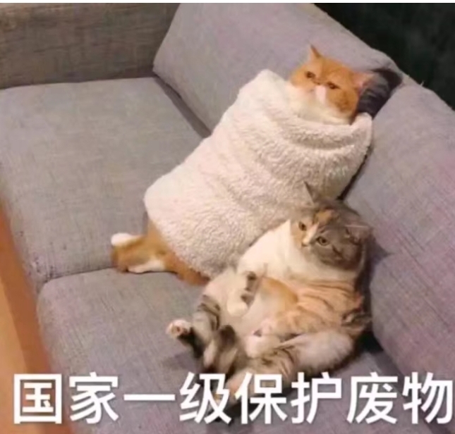 猫咪的待遇