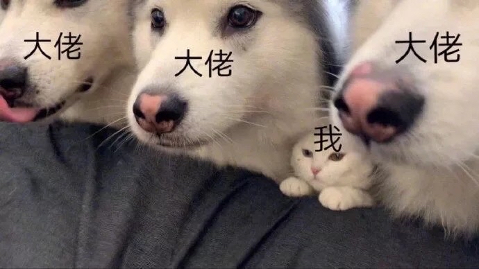 大佬与我