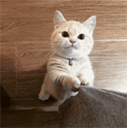 可爱小猫伸爪