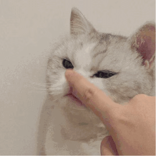 猫咪被戳脸
