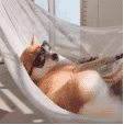 悠闲的狗狗