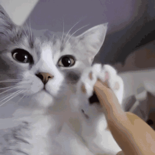 猫咪的疑惑