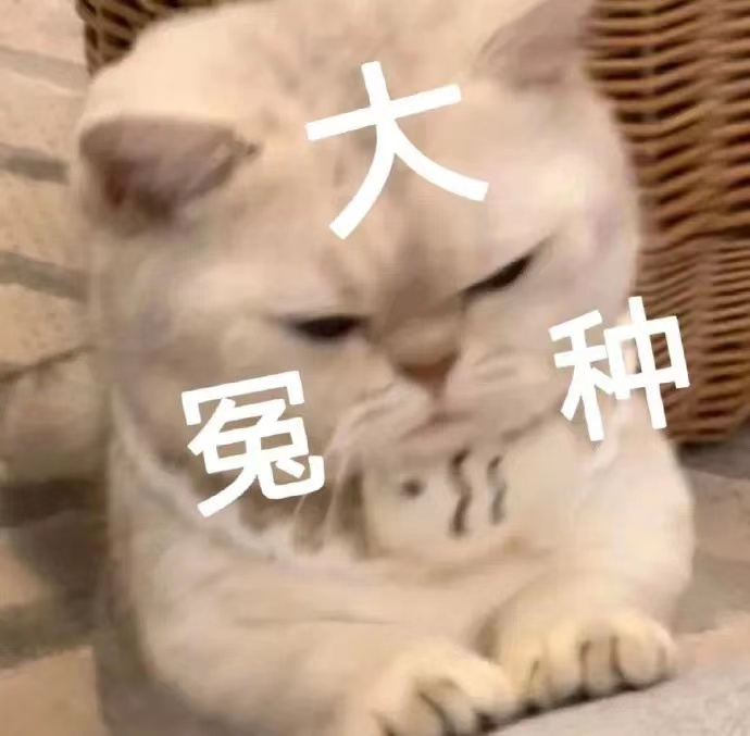 大冤种猫咪