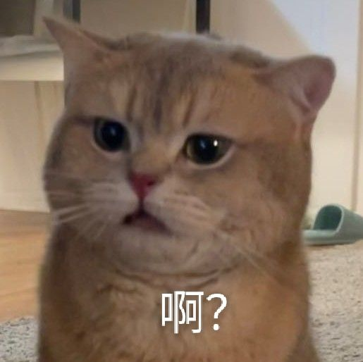 猫咪懵逼脸