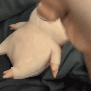 躺平的小猪
