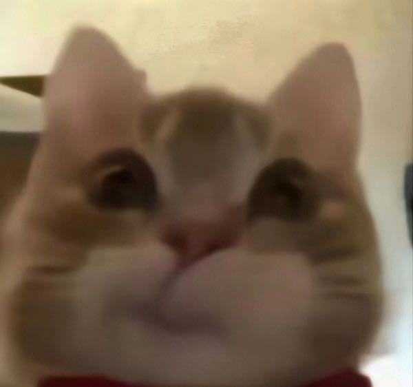 猫咪震惊脸