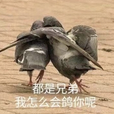鸽子兄弟情
