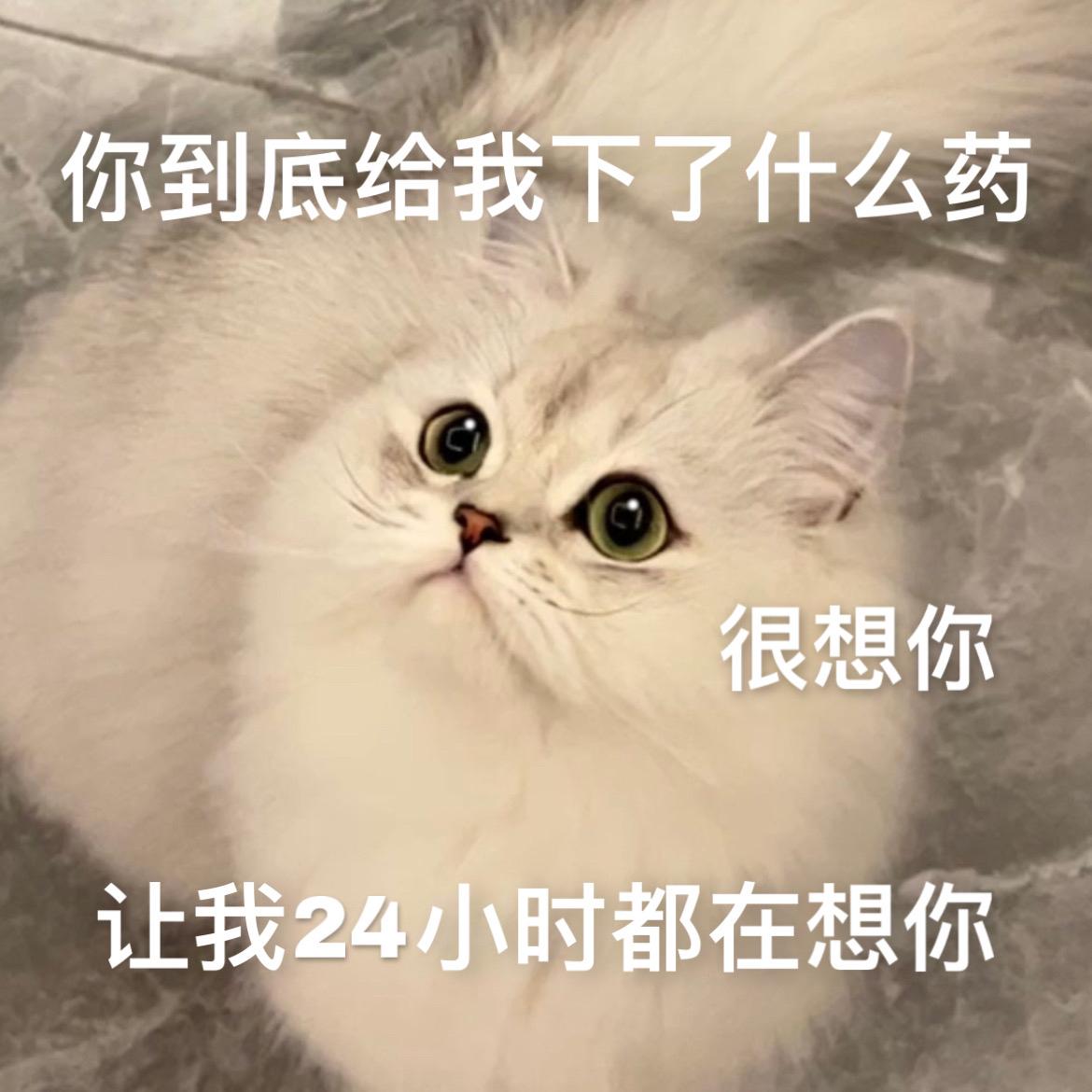 猫咪想念主人