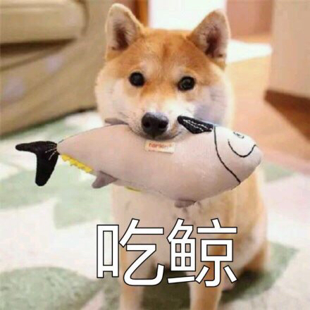 柴犬抱鱼：吃鲸