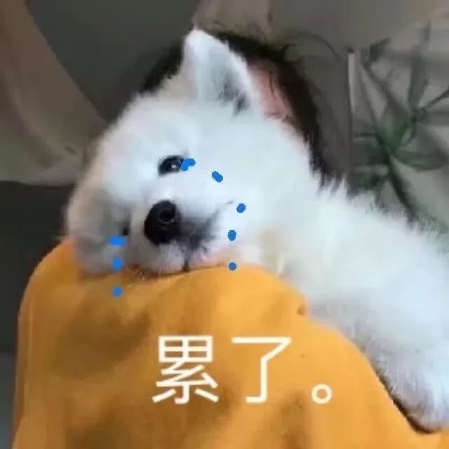 疲惫的萨摩耶