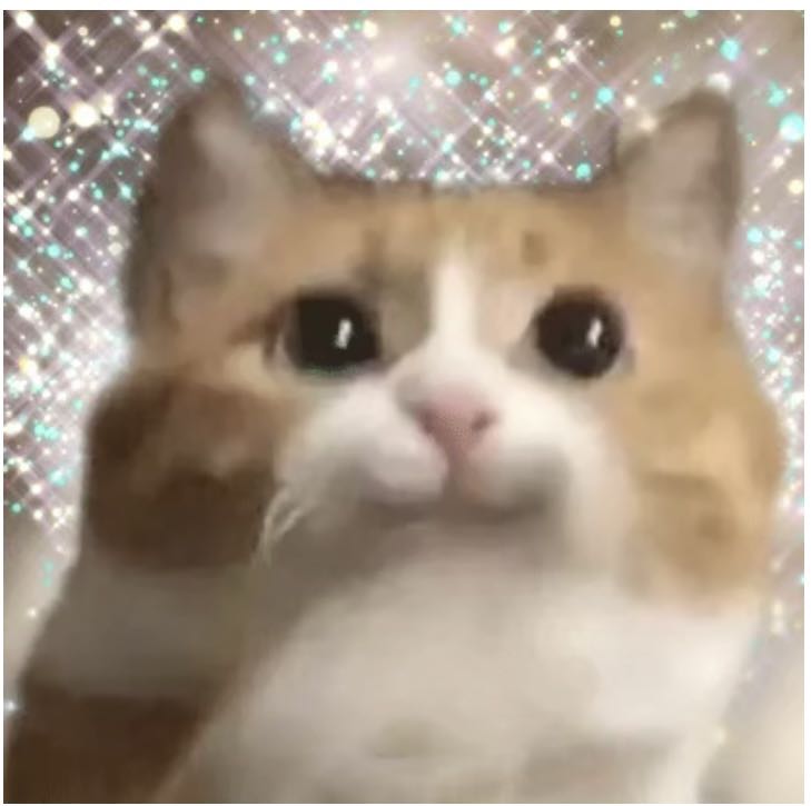 闪亮的猫咪