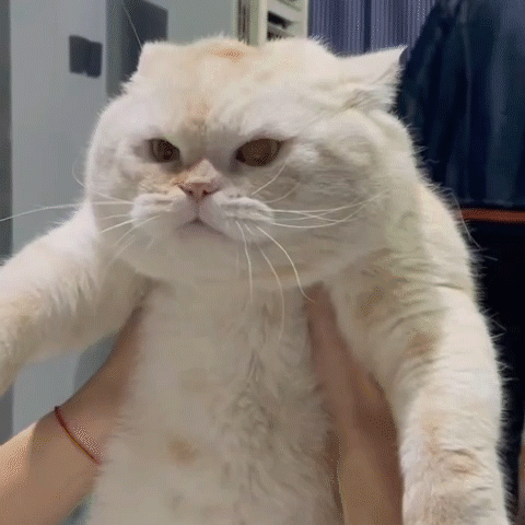 生气的猫咪
