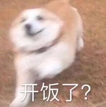 狗狗期待开饭