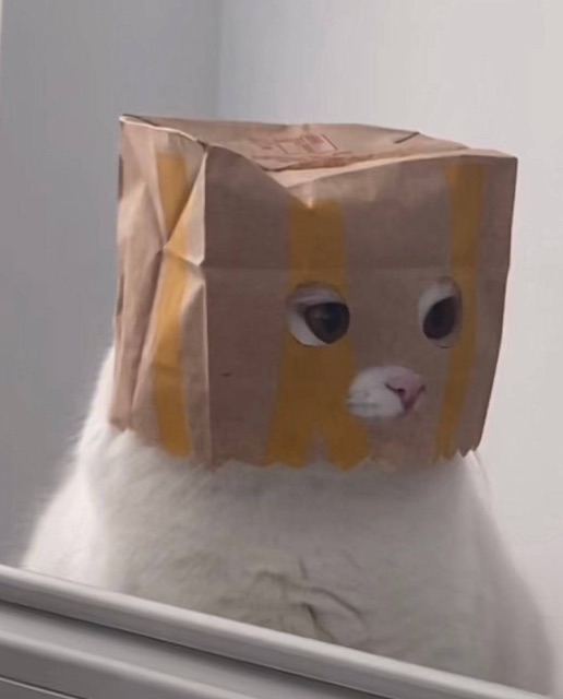 猫咪的伪装
