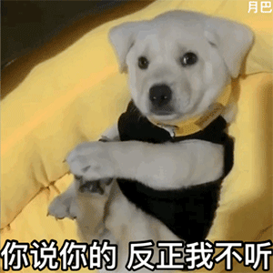 狗狗不听你说话