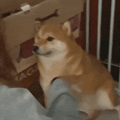柴犬疑惑表情包