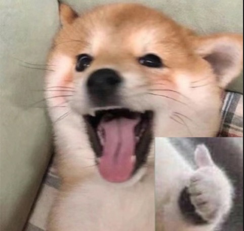 震惊狗狗与点赞猫