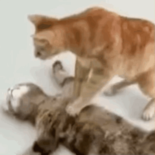 猫咪无视狗狗